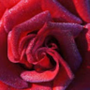 Meet your Posher, Carla